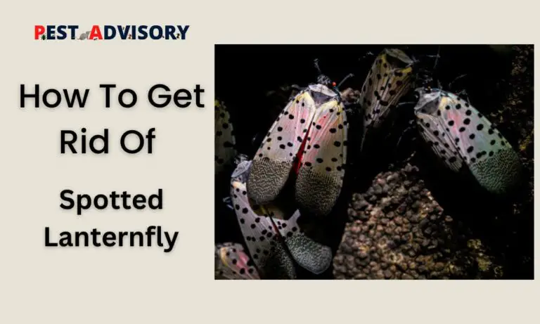 how to get rid of spotted lanternfly