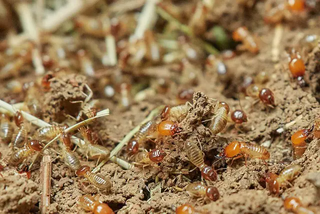get rid of kitchen termites
