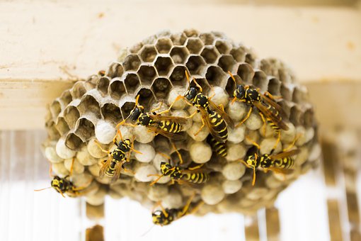 how to get rid of wasp nests from Air Vents or Window AC