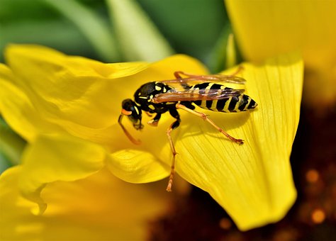 what are wasps, hornets and bees afraid of