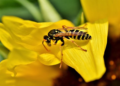 how to use soapy water to kill wasps