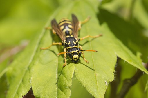 Clorox kill yellow jacket wasp