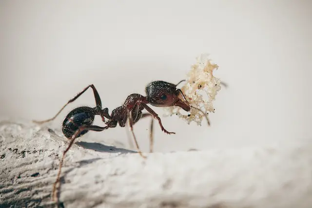 behavior and lifestyle of ant