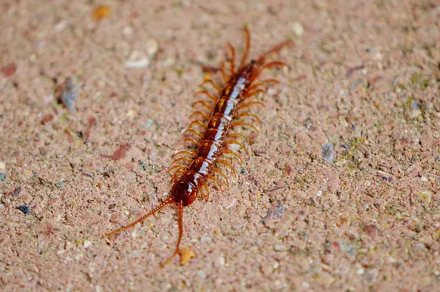 long skinny bug in home centipede