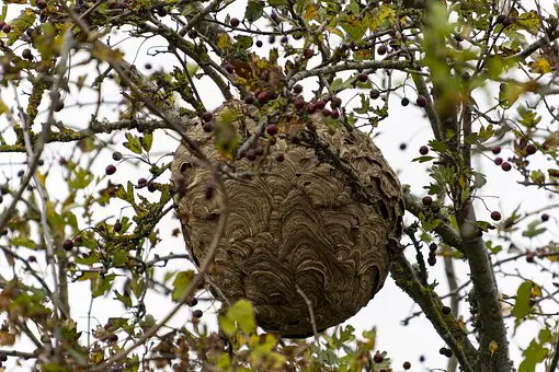 hornets nest vs wasps nest made of