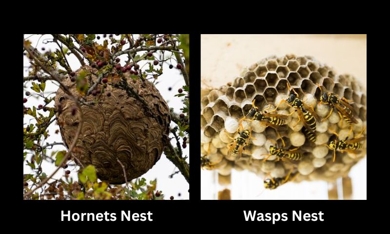 Hornets Vs Wasps Nests | 5 Key Differences With Pictures