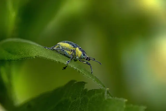 bug found in home weevils