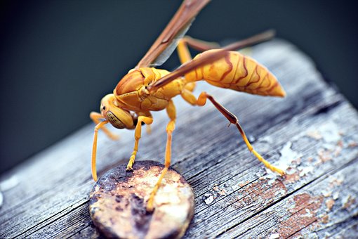 how to keep wasps and bugs from coming down chimney
