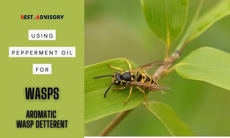peppermint oil for wasps