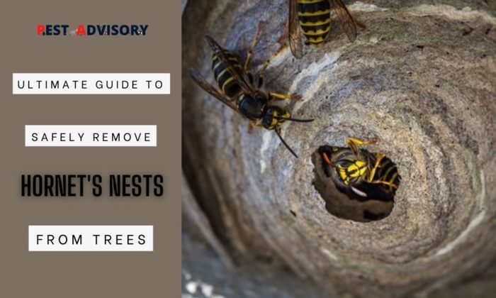 Ultimate Guide to Safely Remove Hornets Nests from Trees