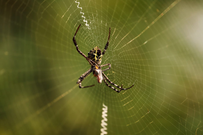 predator of wasp insect spider