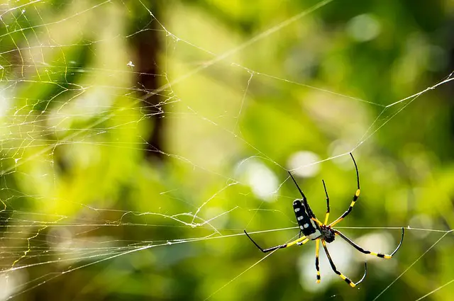 ecological importance of spiders and ants