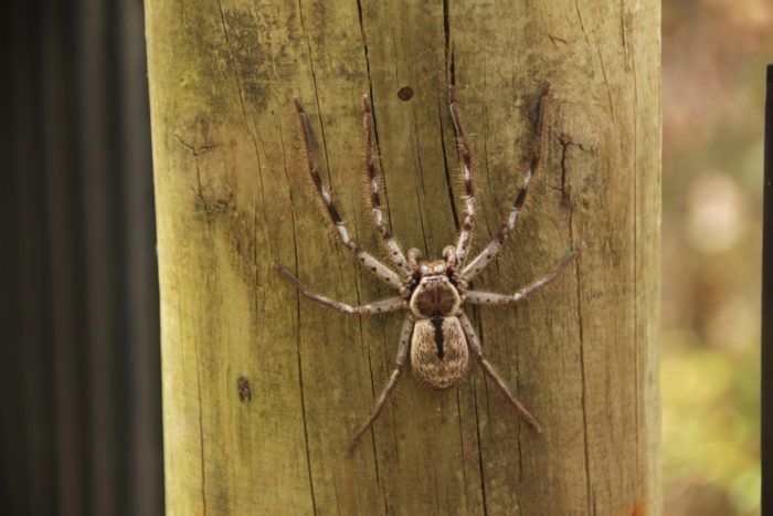 scary physical characteristic of spiders