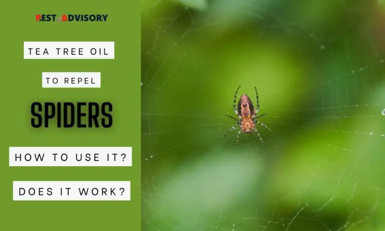 tea tree oil to repel spiders