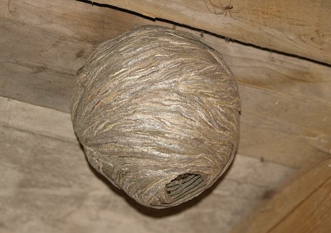 identifying wasps nest