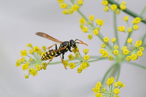 role of wasps as pollinators