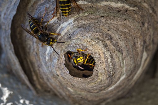 how to remove a hornets nest from a tree