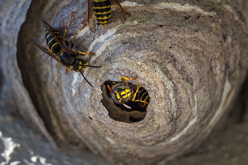 treating wasp nest with insecticide