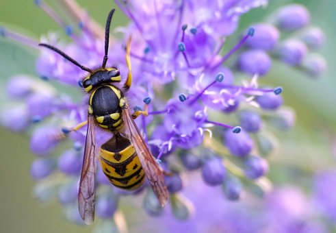 how to use boric acid to kill wasps or what can be used to get rid of yellow jackets insantly