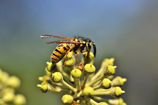 comparing bees and wasps as pollinators