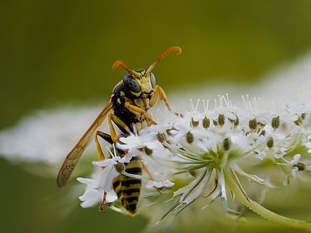 how often to spray peppermint oil on wasps