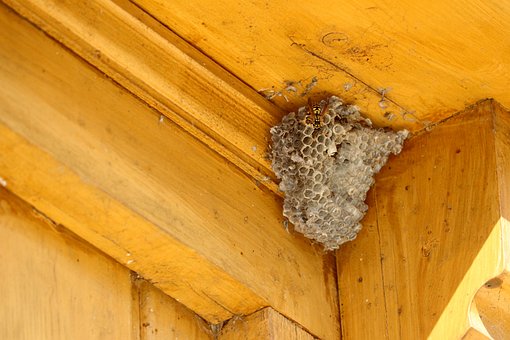 how to prevent hornets from building nests on tree