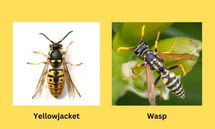 difference between wasp and yellowjacket 