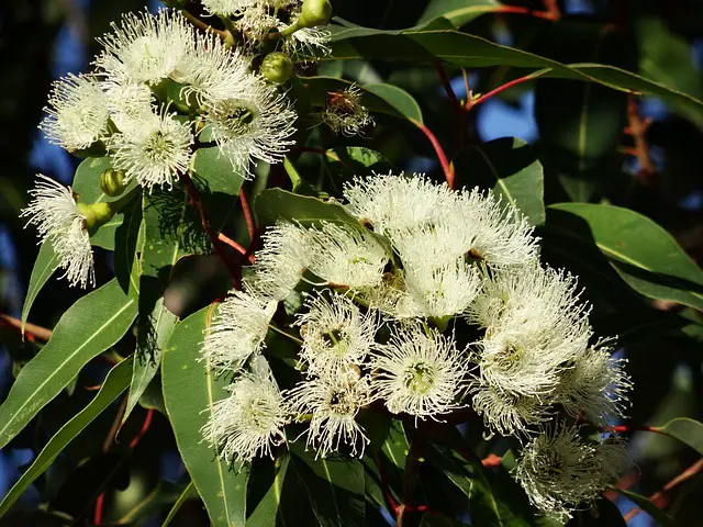 eucalyptus helps to repel wasps