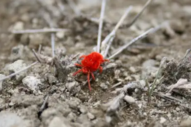 feeding habits of spider mites