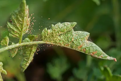 types of common spider mites 