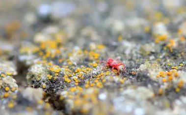 how to protect yourself from spider mites