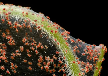 appearance and lifecycle of spider mites