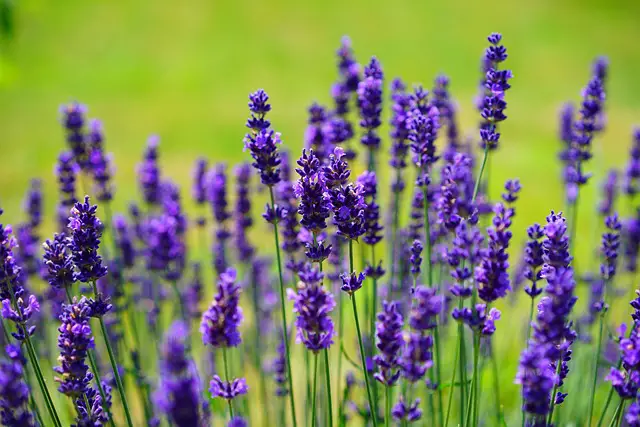 lavender helps to keep wasps away