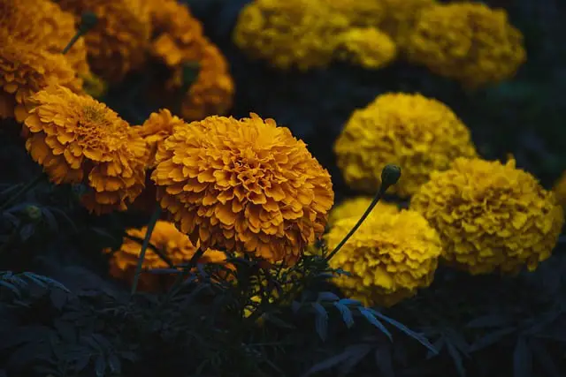 marigold acts as a wasp repellent plant