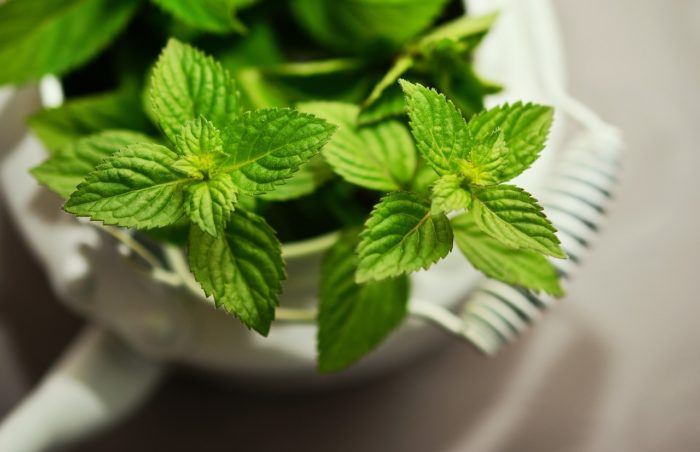 peppermint to keep wasps away