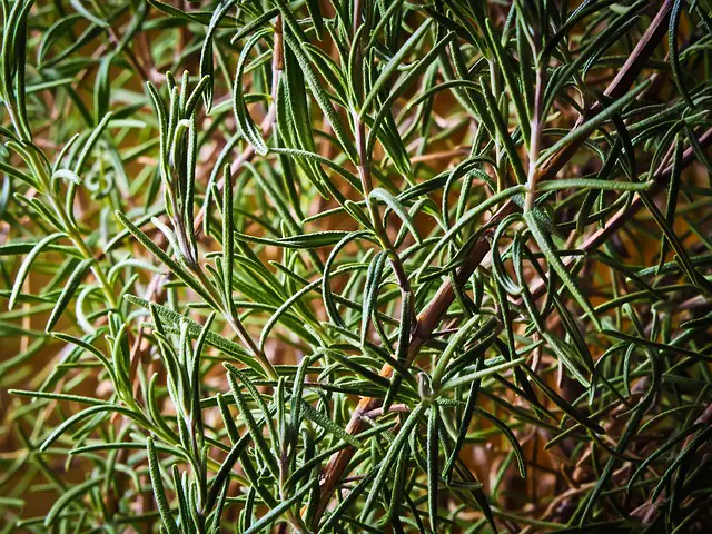 rosemary contains wasp repellent properties