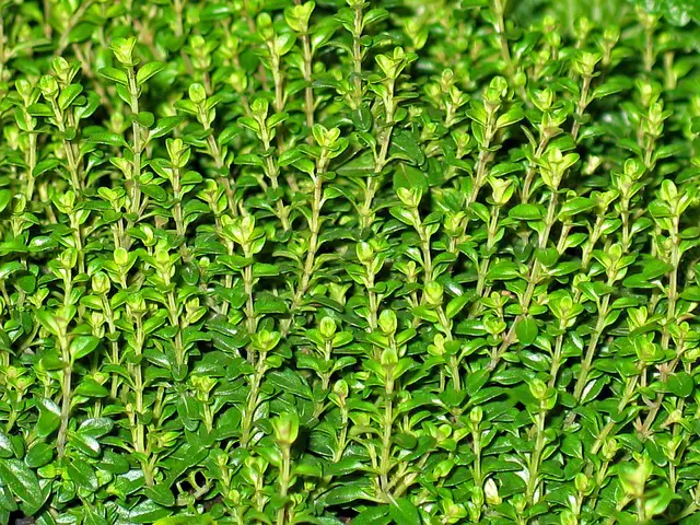 thyme to repel wasps