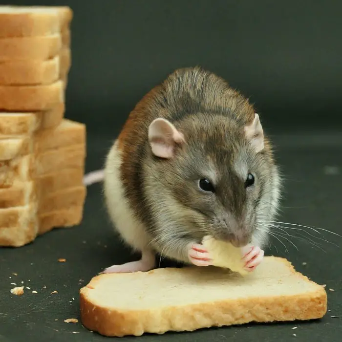 antifreeze-soaked bread to kill rats